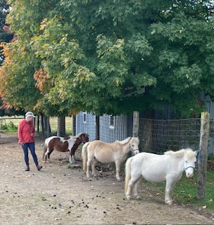 Our Miniature Horses