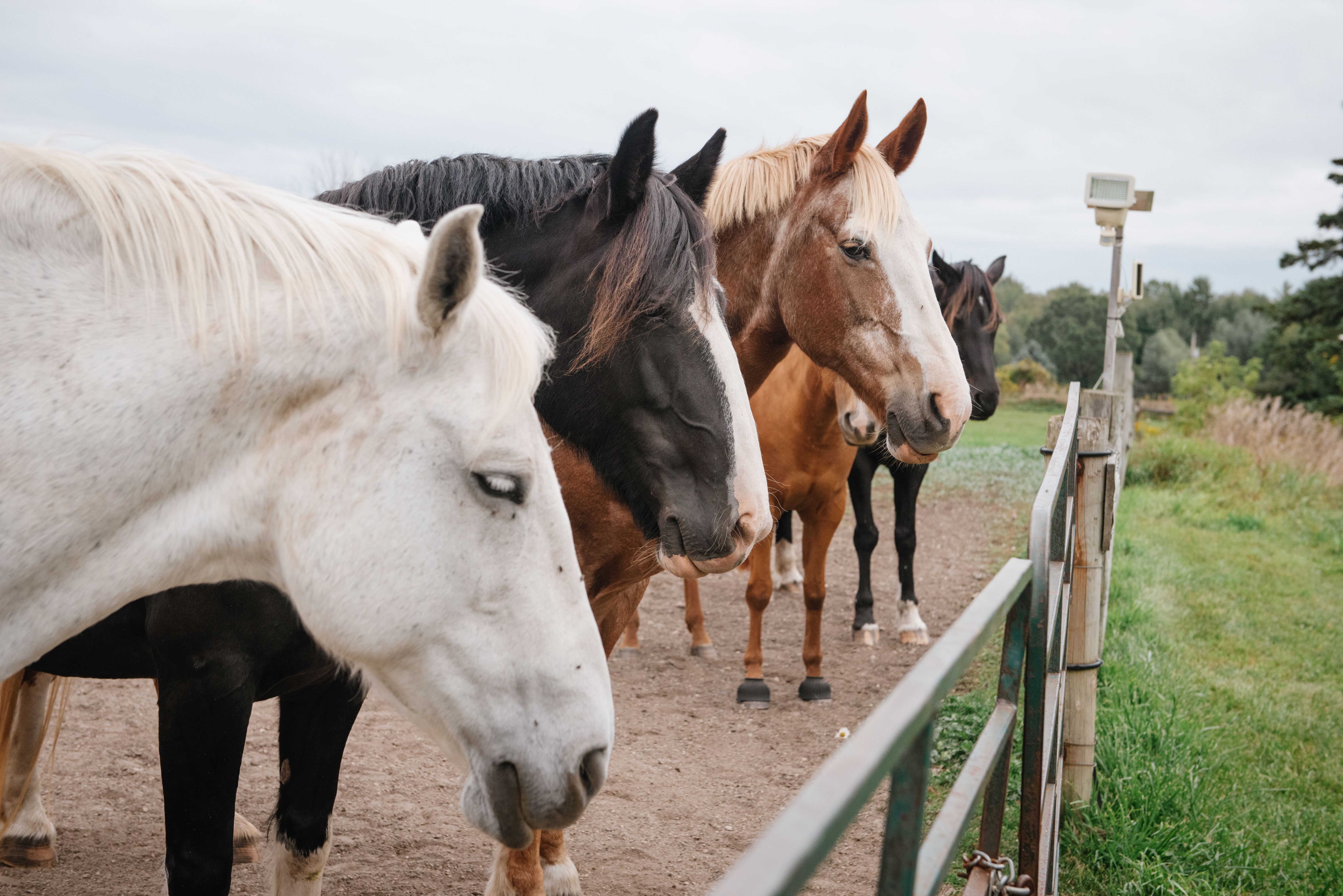 Hike 4 Horses event photo 1